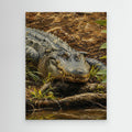 Wildlife | American Alligator - 001