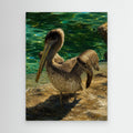 Wildlife - Brown Pelican