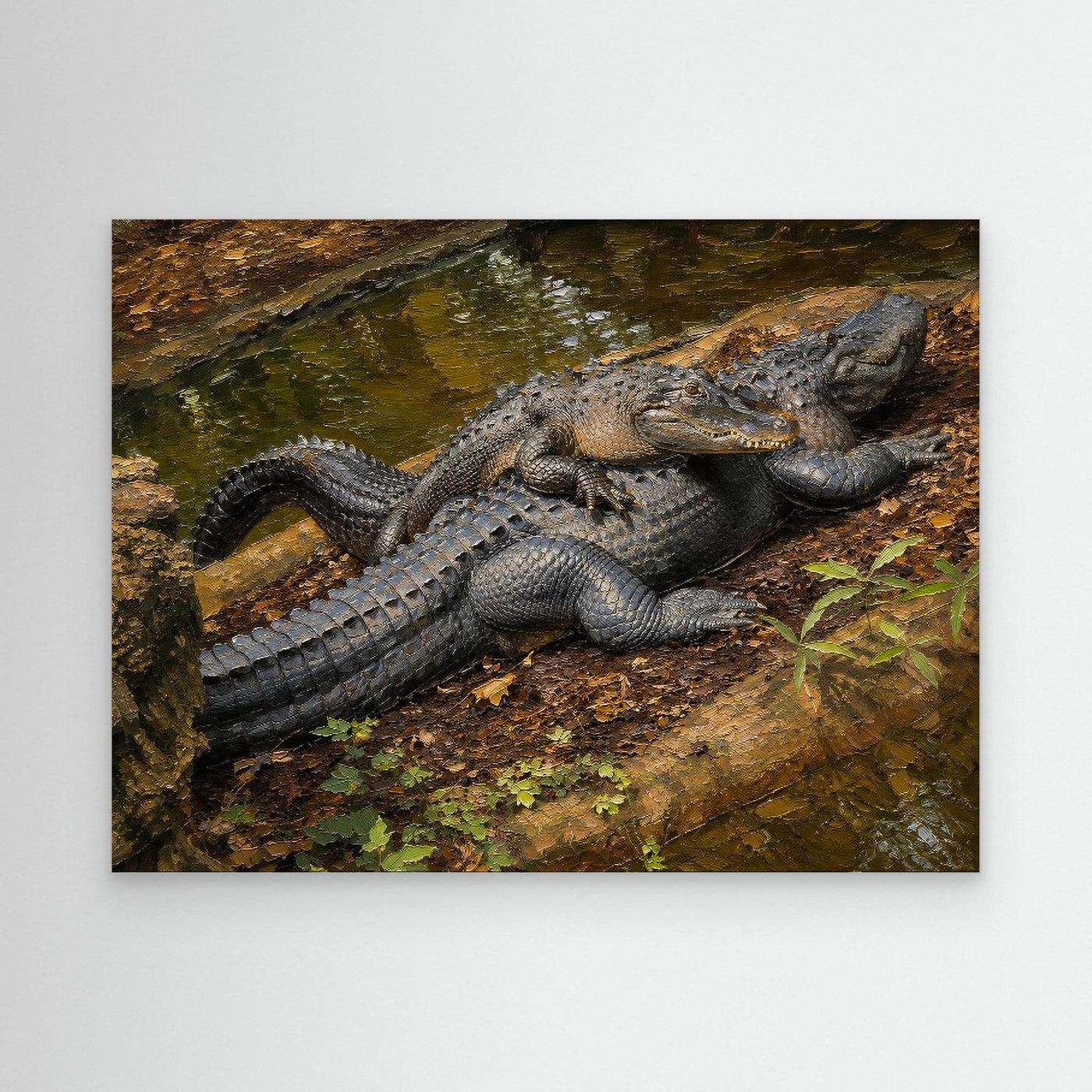 Wildlife | American Alligator - 002