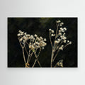 Plant | White Snakeroot