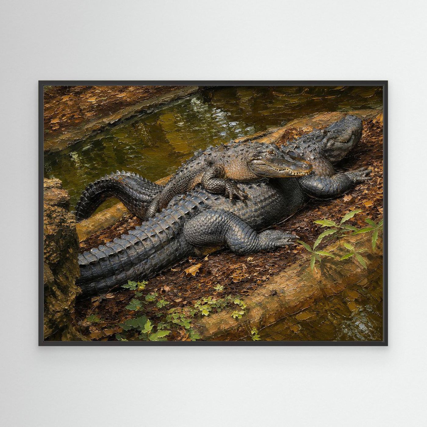 Wildlife | American Alligator - 002