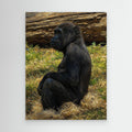 Wildlife | Gorilla