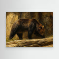 Wildlife | Grizzly Bear