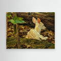 Wildlife | White Deer Fawn - 002