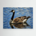 Wildlife | Canadian Goose