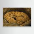 Wildlife | Sidewinder Rattlesnake