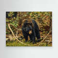 Wildlife | Black Bear