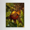 Wildlife | Golden Pheasant