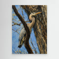 Wildlife | Great Blue Heron