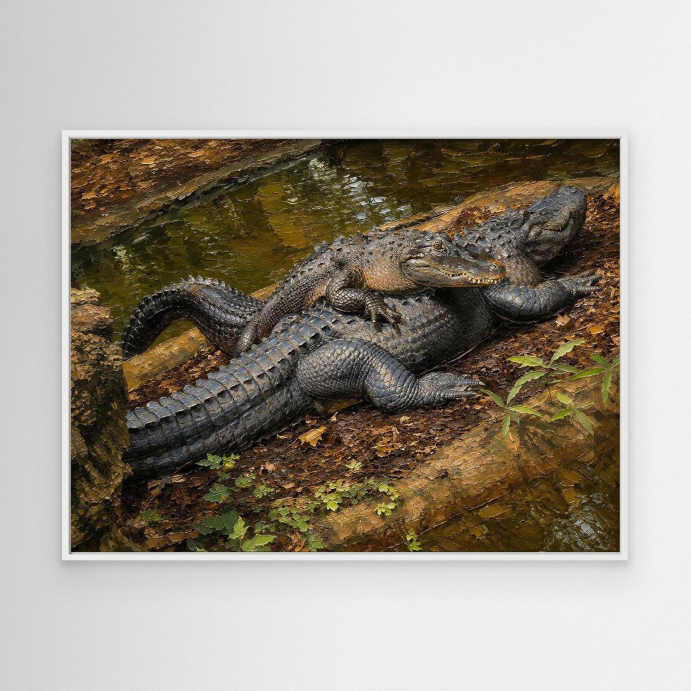 Wildlife | American Alligator - 002